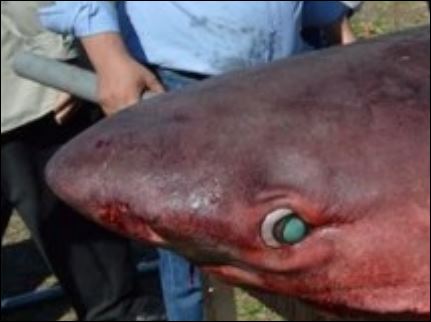 ΒΙΝΤΕΟ-ΦΩΤΟ-Ένας… καρχαρίας τάραξε τη Λίμνη Λάδωνα