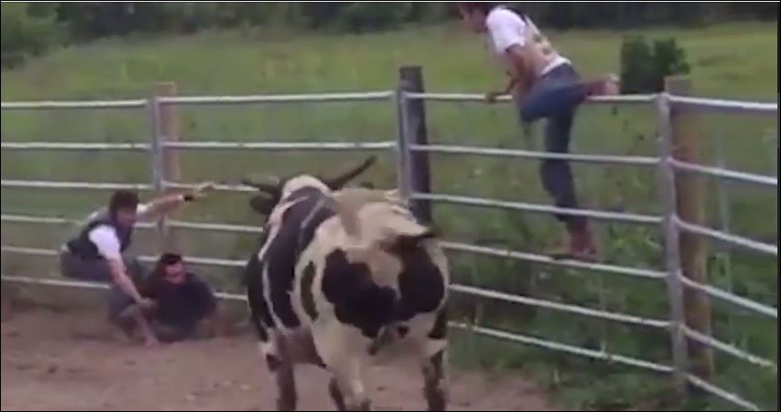 ΒΙΝΤΕΟ-Ο ταύρος δεν καταλαβαίνει από… παιχνίδια