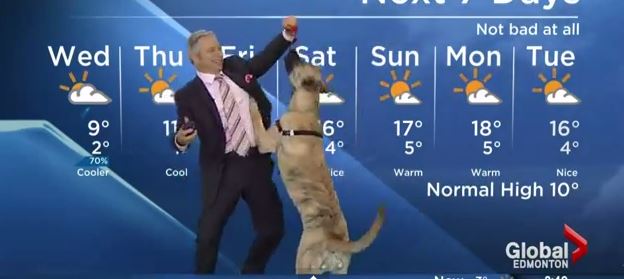 ΒΙΝΤΕΟ-Σκύλος έκανε άνω-κάτω δελτίο καιρού