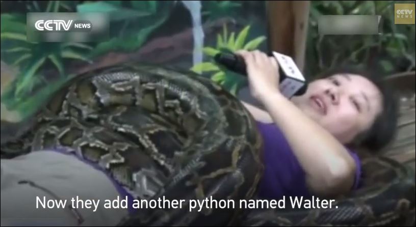 ΒΙΝΤΕΟ-4 πύθωνες κάνουν μασάζ σε ρεπόρτερ