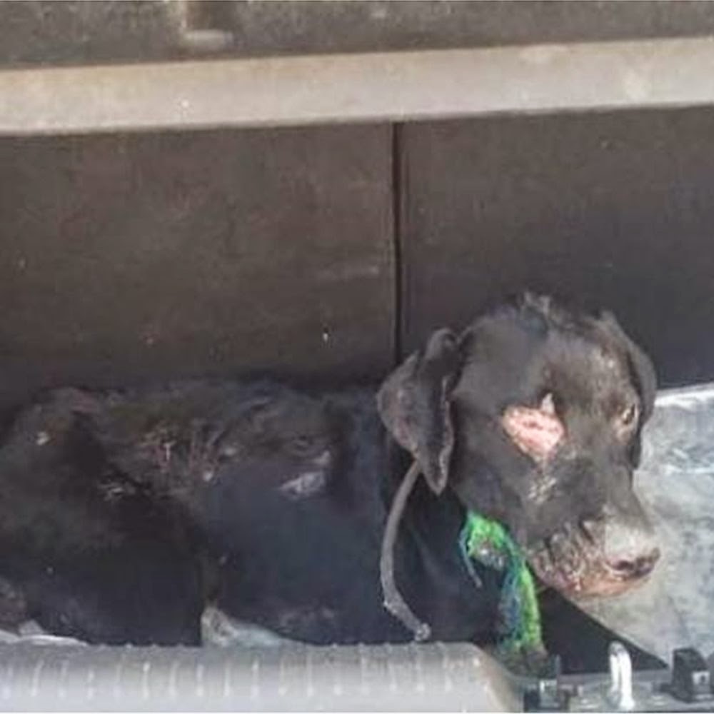 ΦΩΤΟ-Ζωντανό το σκυλάκι που του έβαλαν φωτιά