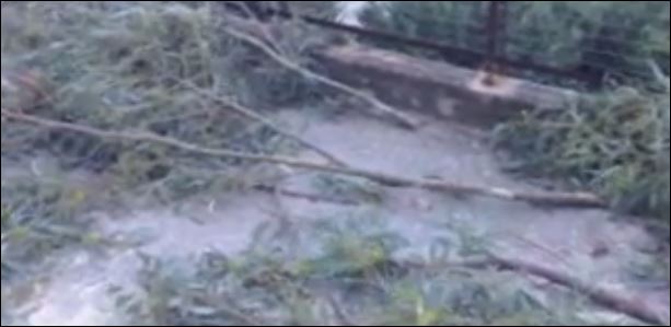 ΒΙΝΤΕΟ-Δέντρο έπεσε σε κολώνα της ΔΕΗ