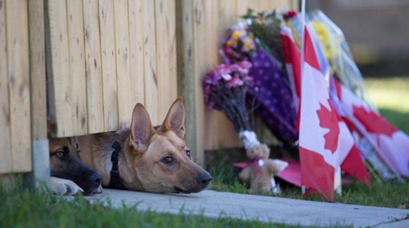 ΦΩΤΟ-Η θλίψη των δύο πιστών τετράποδων φίλων του Καναδού στρατιώτη