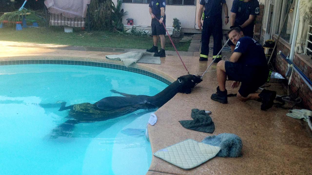 ΦΩΤΟ-Άλογο εγκλωβίστηκε σε…πισίνα