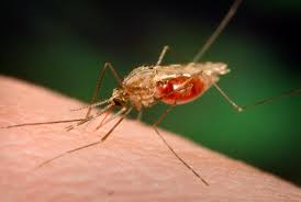 Λήξη συναγερμού-Βρέθηκε ο 22χρονος με ελονοσία
