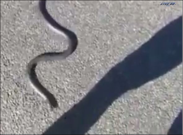 ΒΙΝΤΕΟ-Δεν κάνουν… πειραματισμούς με τα φίδια