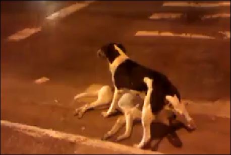 ΒΙΝΤΕΟ-Σκύλος προστατεύει το νεκρό φίλο του