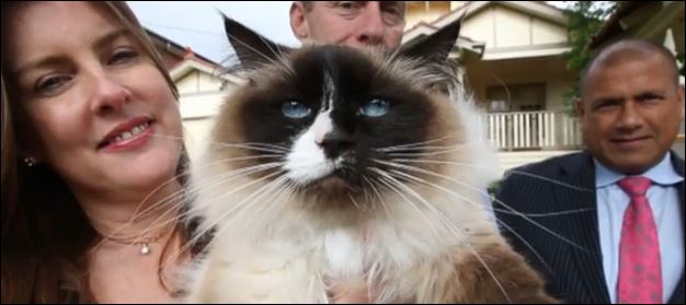 Γάτα εκατομμυρίων…