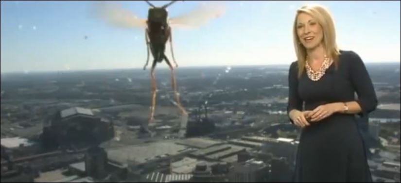 ΒΙΝΤΕΟ-Μέλισσα “τρομοκράτησε” παρουσιάστρια στον αέρα