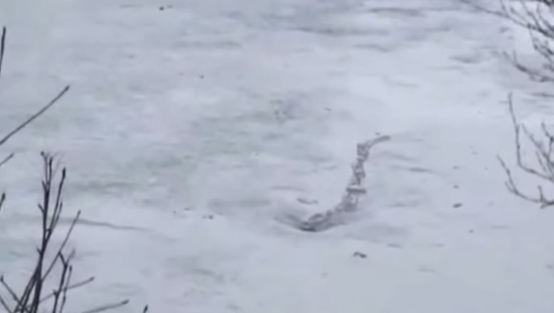 BINTEO-“Το δικό μας τέρας είναι αληθινό”, λένε οι Ισλανδοί