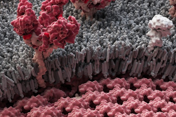 Μαλί: πρώτος ασθενής με Έμπολα