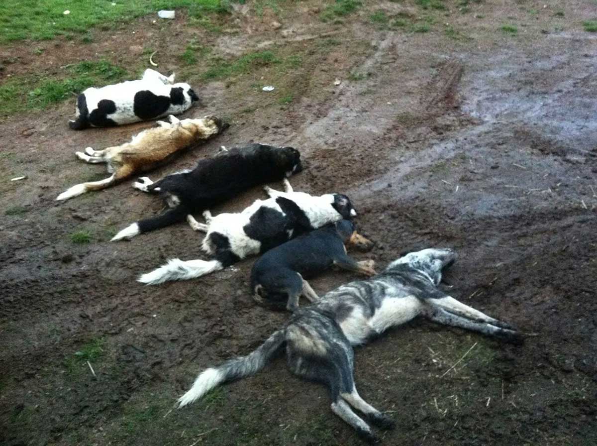 ΦΩΤΟ-Δηλητηρίασαν έξι τσοπανόσκυλα
