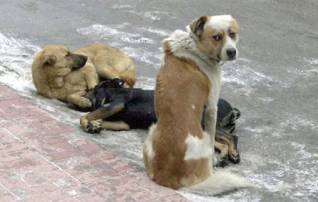 Σοκ-500 περιστατικά κακοποίησης ζώων μέσα στο 2014