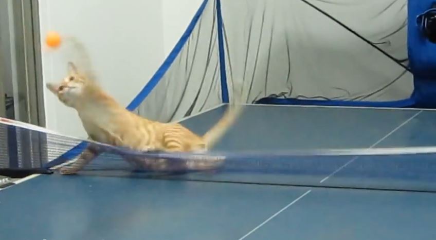 ΒΙΝΤΕΟ-Η γάτα που παίζει πινγκ πονγκ