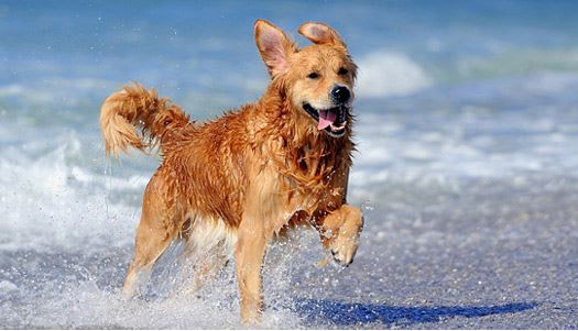«Πράσινο φως» για τα μπάνια των κατοικίδιων