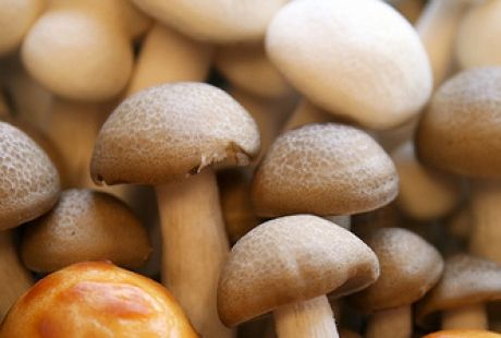 SOS από το υπουργείο Υγείας: Μην καταναλώνετε άγρια μανιτάρια