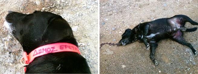 Νέο περιστατικό κακοποίησης σκύλου