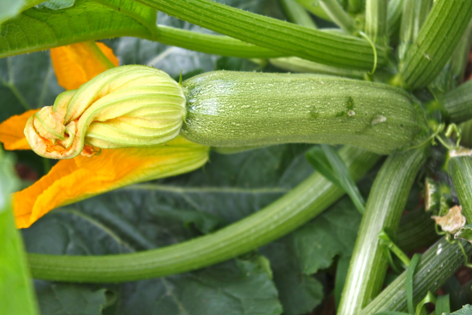 ΦΩΤΟ-Κολοκύθα τεραστίων διαστάσεων στα Τρίκαλα