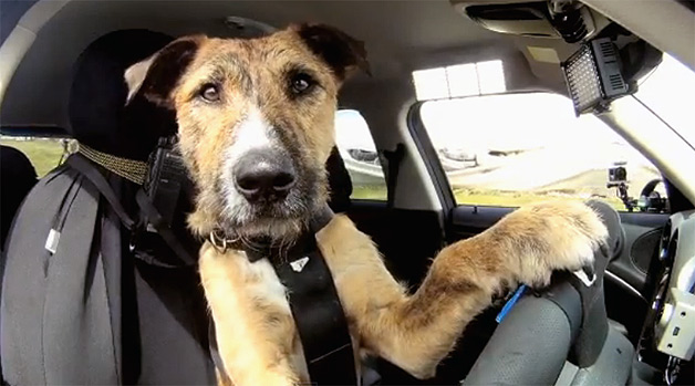 ΒΙΝΤΕΟ-Μπορεί ένας σκύλος να οδηγήσει;