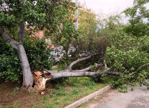 Δεκάδες κλήσεις για κοπές δέντρων στη Θεσσαλονίκη