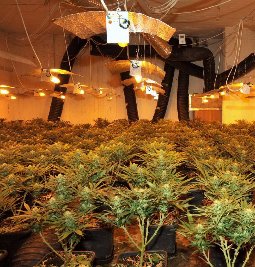 Οι νονοί του χασίς και οι καταχρεωμένοι αγρότες της Κρήτης