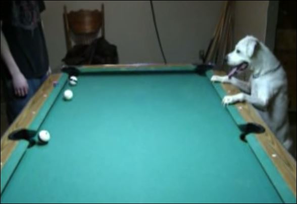 ΒΙΝΤΕΟ-Ο σκύλος που παίζει τέλεια μπιλιάρδο