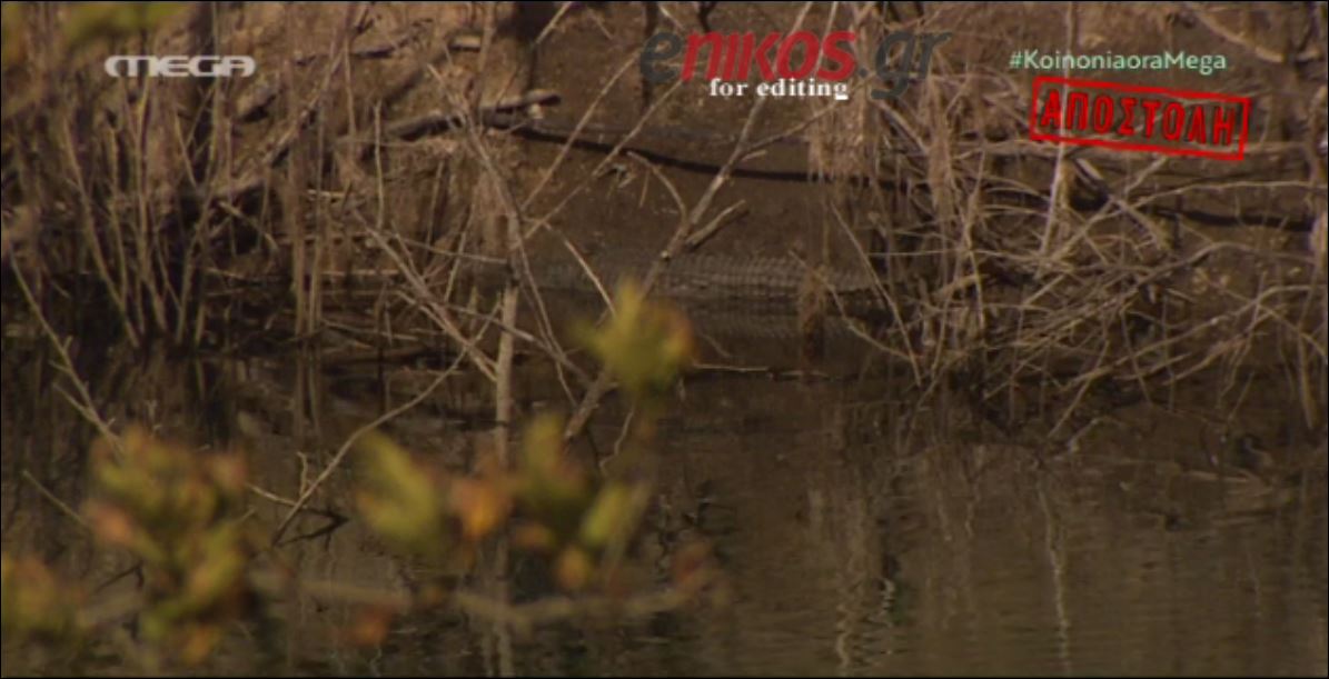 ΒΙΝΤΕΟ-Μόνο ο φακός “συνέλαβε” τον Σήφη