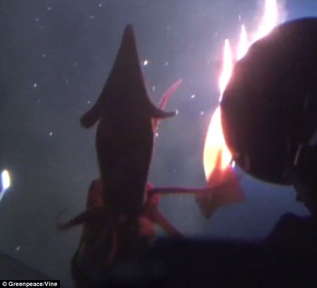 ΒΙΝΤΕΟ-Καλαμάρι “επιτίθεται” σε υποβρύχιο της Greenpeace