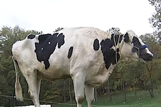 ΦΩΤΟ-Η ψηλότερη αγελάδα στον κόσμο