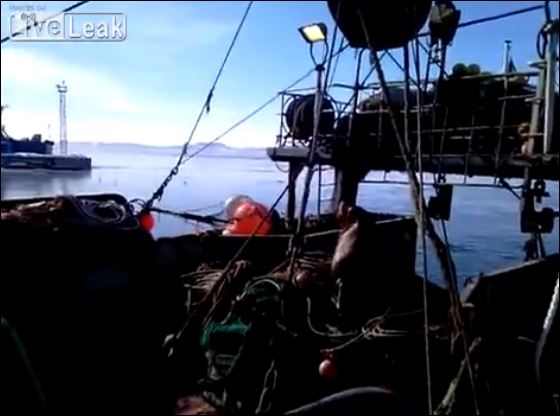 ΒΙΝΤΕΟ-Ο σκύλος που ενόχλησε ένα θαλάσσιο λιοντάρι