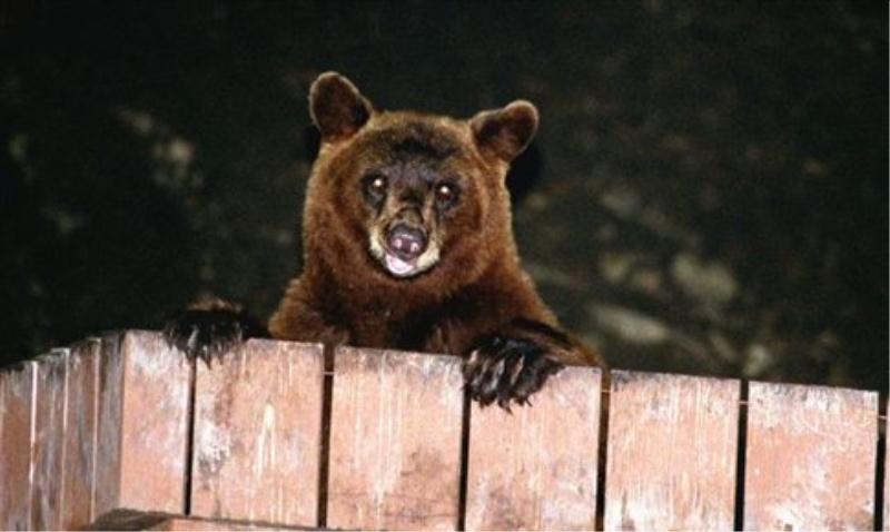 Η αρκούδα έφτασε στις αυλές των σπιτιών