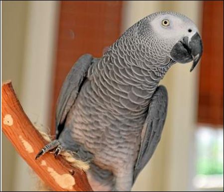 Ο παπαγάλος που ήξερε αγγλικά, τώρα μιλά μόνο… ισπανικά