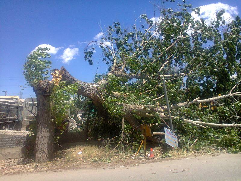 ΦΩΤΟ-Έπεσαν δέντρα στη Λαμία από τους ισχυρούς ανέμους