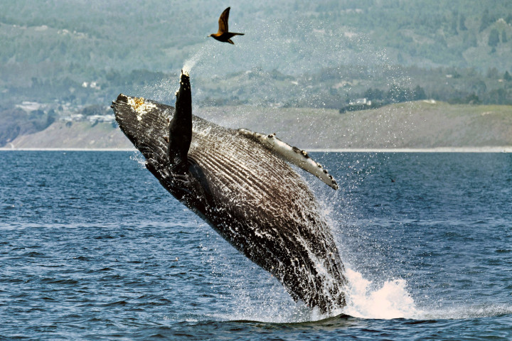 ΦΩΤΟ-Το άλμα της φάλαινας για να πιάσει το … θήραμα της