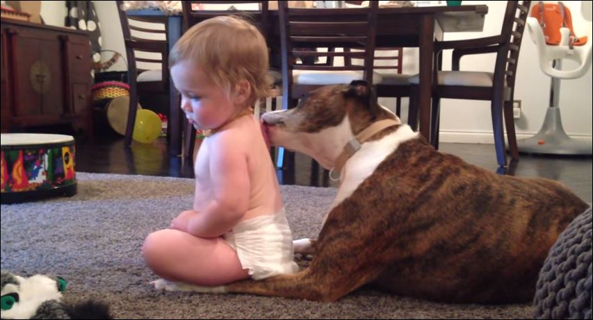 ΒΙΝΤΕΟ-Το Boxer που κάνει σούπερ μασάζ