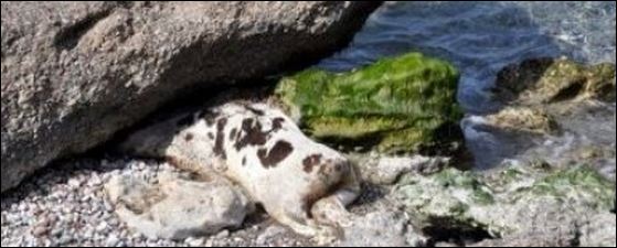 Ξεβράστηκε αγελάδα σε παραλία της Κρήτης