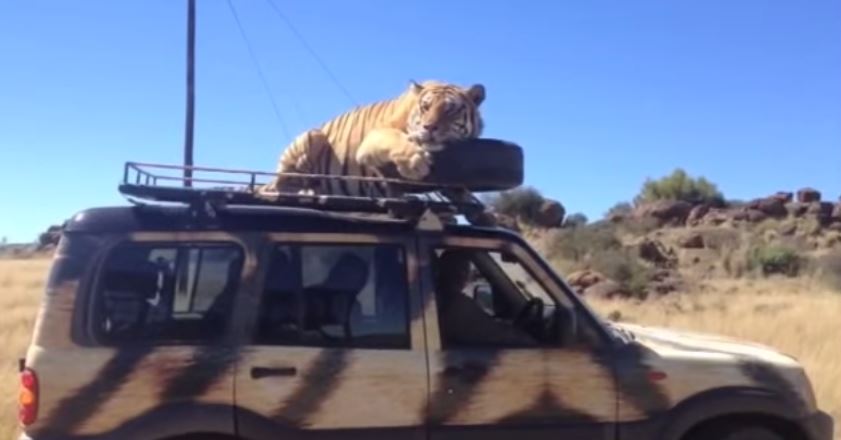 BINTEO-Τίγρης κοιμήθηκε στην οροφή αυτοκινήτου