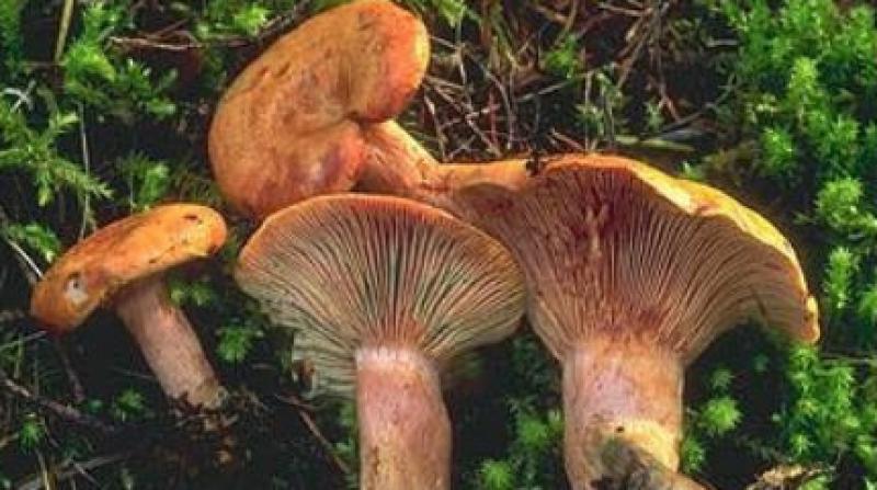 Μοναχός απεβίωσε μετά από κατανάλωση δηλητηριωδών μανιταριών