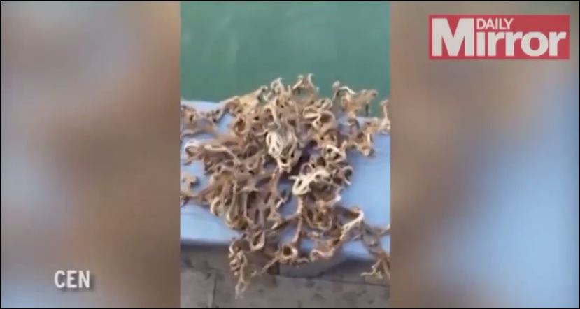 ΒΙΝΤΕΟ-Ψάρεψε θαλάσσιο τέρας στη Σιγκαπούρη