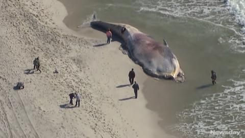ΦΩΤΟ-Ξεβράστηκε φάλαινα 20 μέτρων