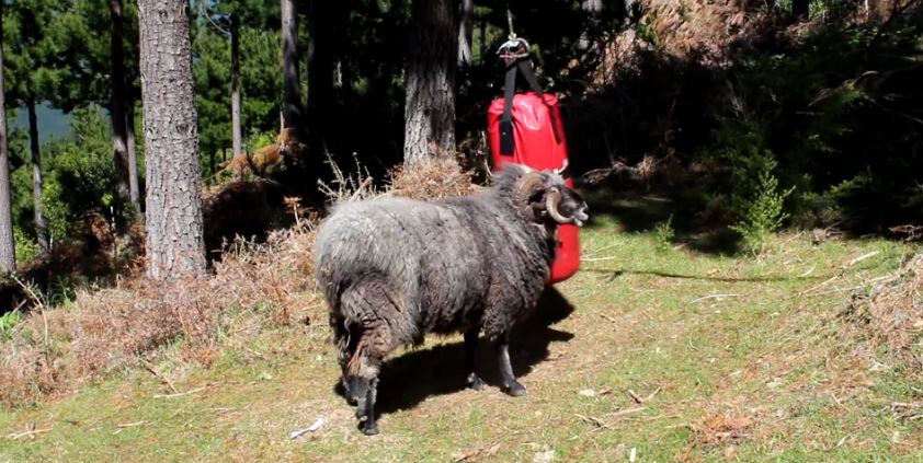 ΒΙΝΤΕΟ-Το κριάρι… μποξέρ