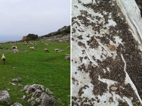 ΦΩΤΟ-Μαντρί η Αρχαία Κασσώπη