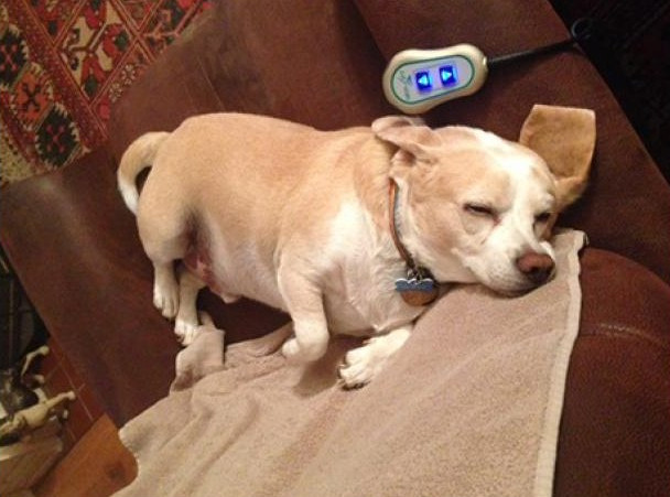 ΒΙΝΤΕΟ-Σκύλος αναζητά στο ασθενοφόρο τον άρρωστο ιδιοκτήτη του