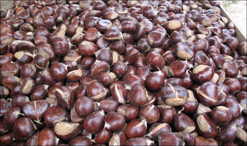 Γέμισε ο δρόμος… κάστανα