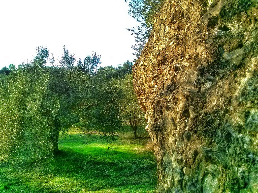Στο στόχαστρο διαρρηκτών τα… λιοστάσια