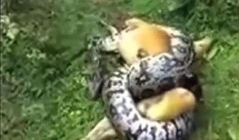 ΒΙΝΤΕΟ-Έσωσε το σκύλο του από το τύλιγμα του πύθωνα