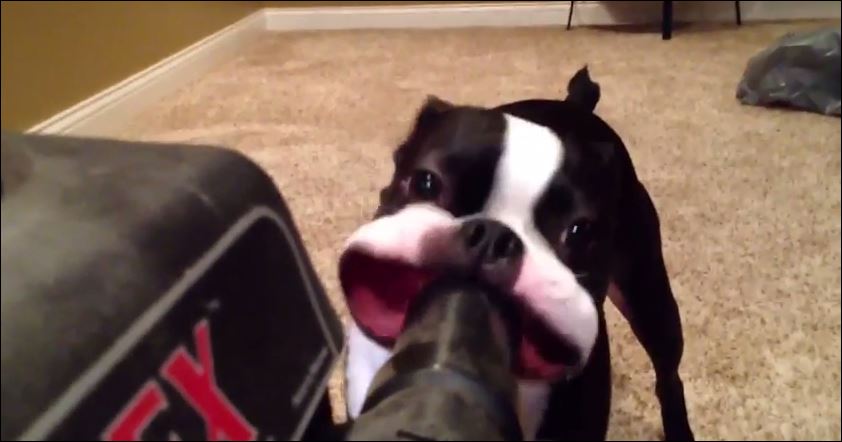 ΒΙΝΤΕΟ-Τετράποδοι λάτρεις της ηλεκτρικής σκούπας