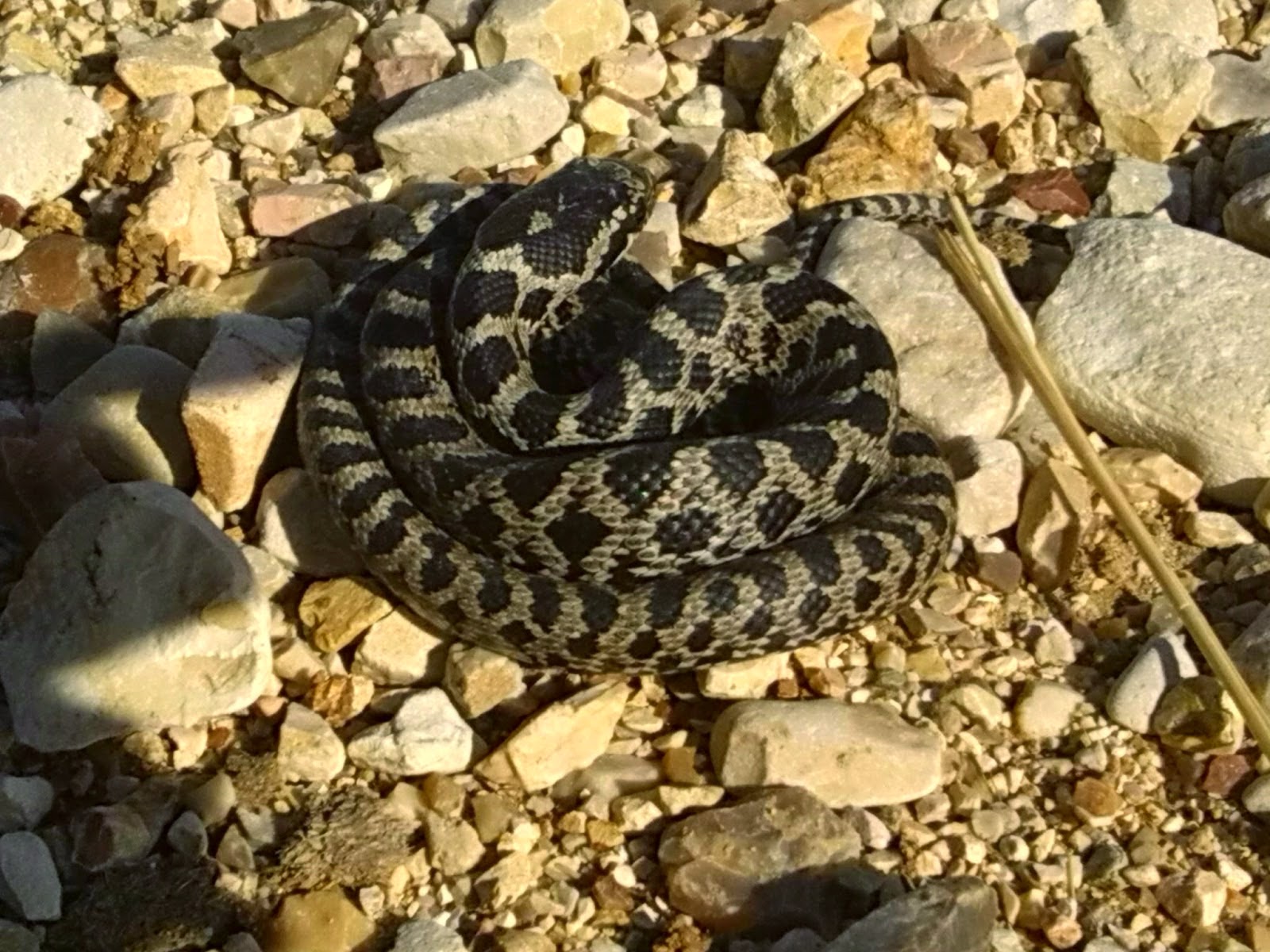 ΒΙΝΤΕΟ-Το μεγαλύτερο φίδι που ζει στην Ελλάδα