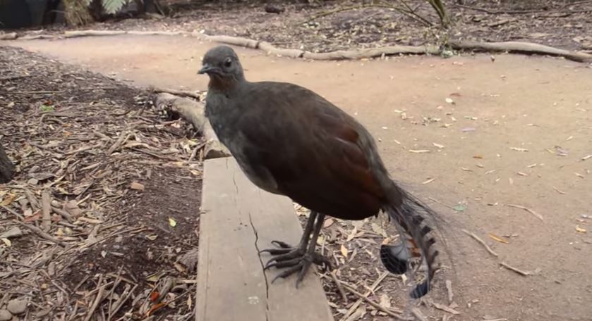 ΒΙΝΤΕΟ- Το πουλί που βγάζει ήχο σαν όπλο λέιζερ