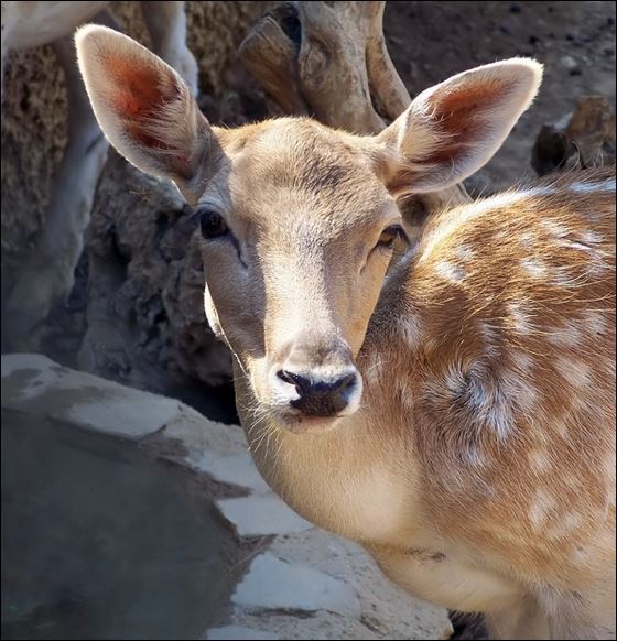 Πυροβόλησαν ελαφάκι στη Ρόδο